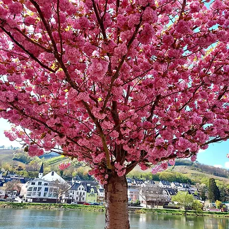 Premium Vulkaneifel *