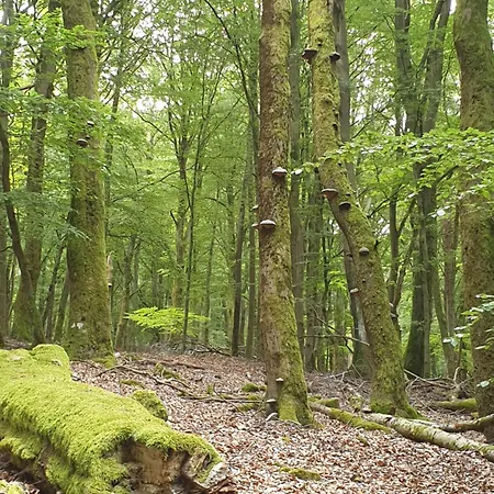 Premium Vulkaneifel 아파트 *