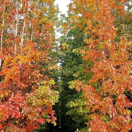 Premium Vulkaneifel 아파트 Lutzerath