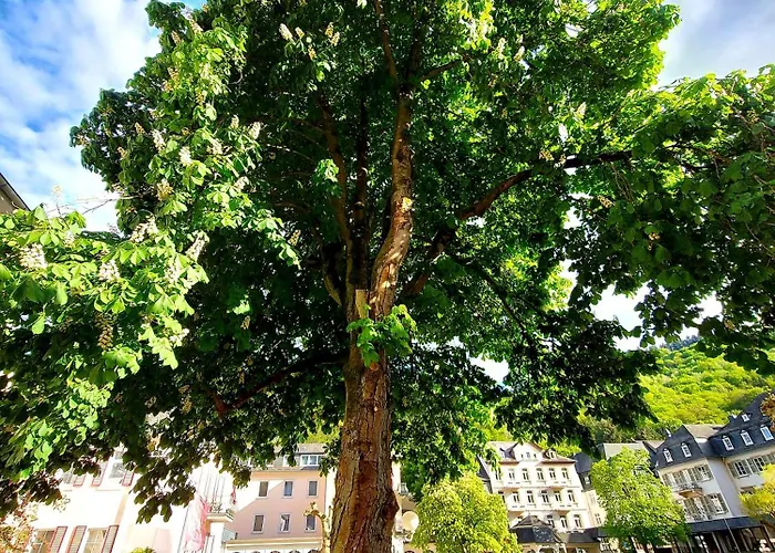 Premium Vulkaneifel * Lutzerath