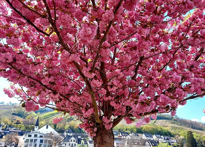 Premium Vulkaneifel *