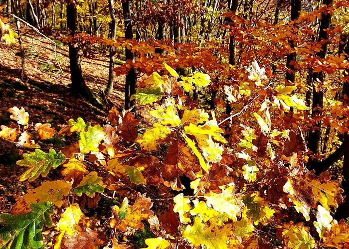 Premium Vulkaneifel *