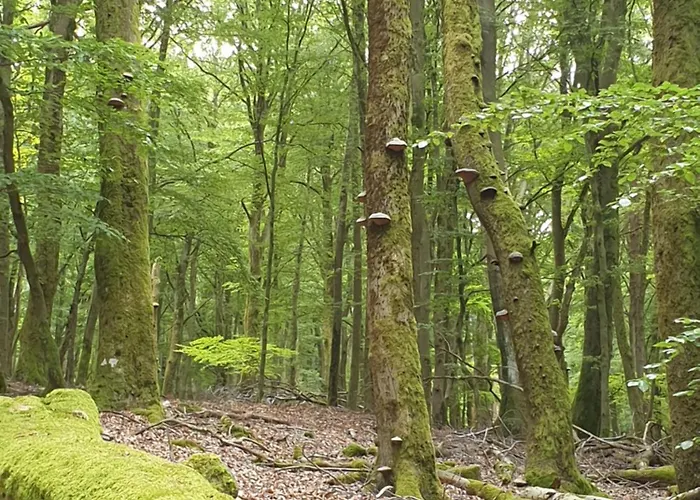 Premium Vulkaneifel Apartment *