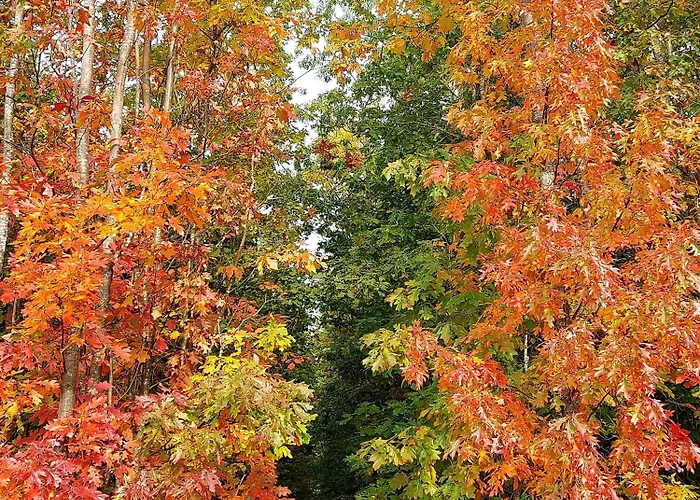 Premium Vulkaneifel Apartment Lutzerath