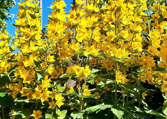 Premium Vulkaneifel Apartment Lutzerath